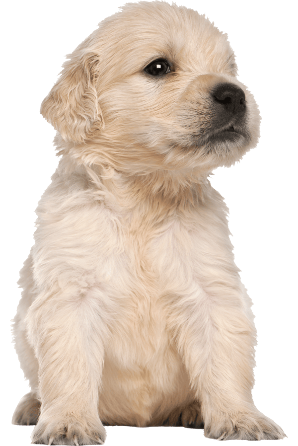 Purebred dog beige white golden retriever with long hair knitted near the  store Stock Photo - Alamy