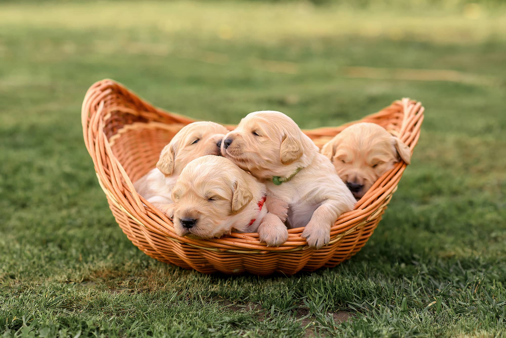 Newborn-Golden-Retriever-Puppies
