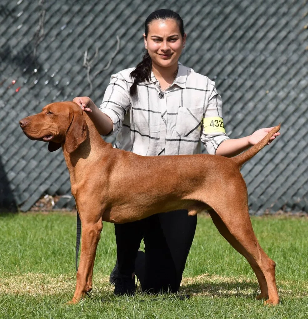 Vizsla dog hot sale price