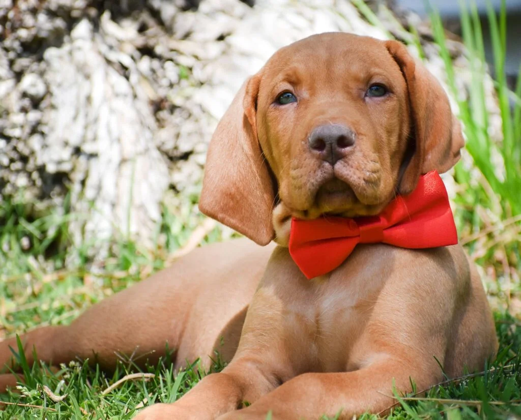 Akc vizsla sale breeders