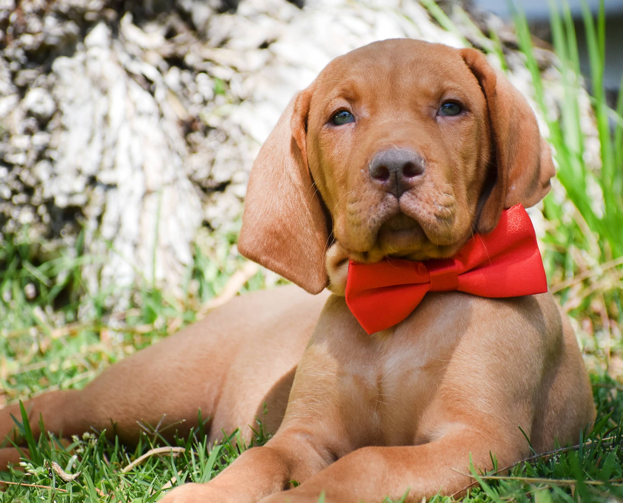 Vizsla Puppies - Golden Meadows Retrievers