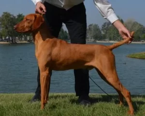 Champion vizslas sales