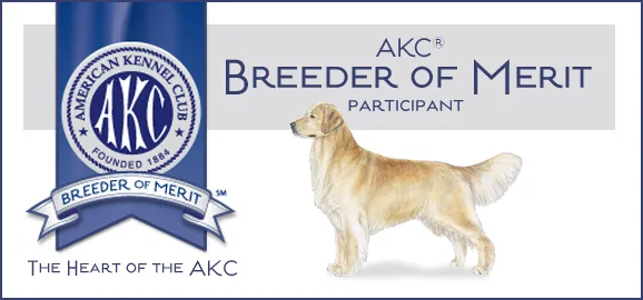 Akc goldens best sale