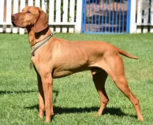 Champion vizslas sales