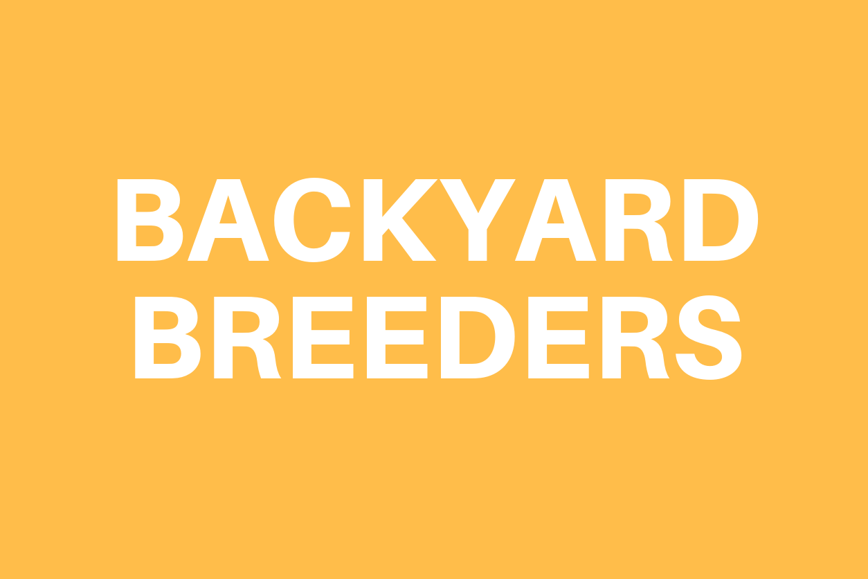 4 Ways to Know You Are Dealing with a Backyard Breeder Golden Meadows