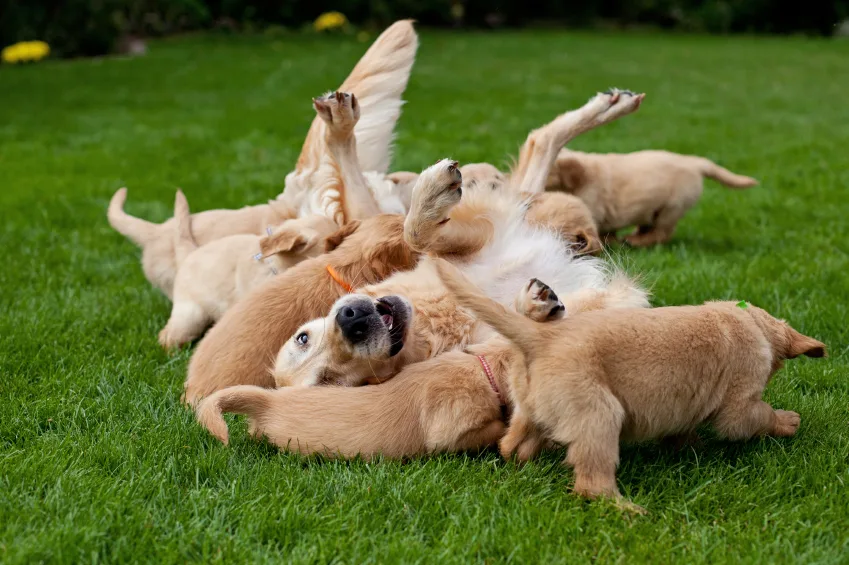 AKC Golden Retriever Breeders Deserving of Merit Golden Meadows Retrievers