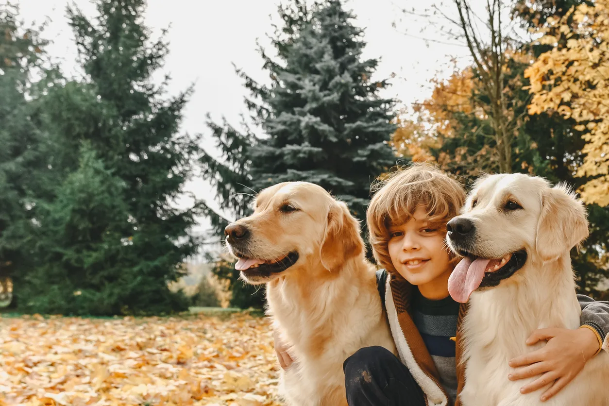 Golden retriever sales and children