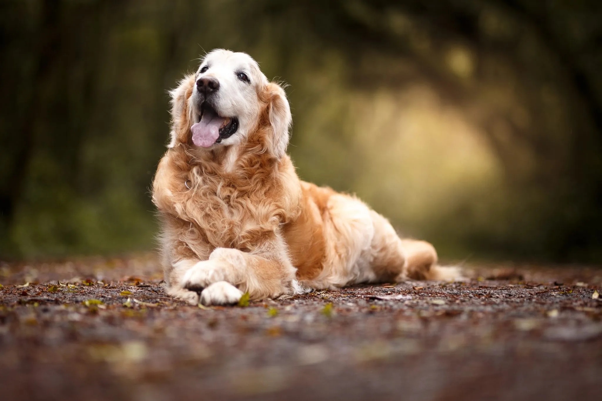 Golden Retriever: Temperament, Life Expectancy, Care