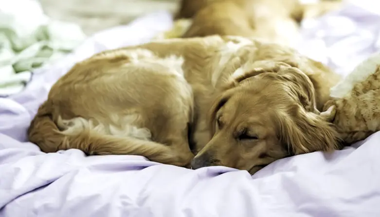 how golden retriever sleep?