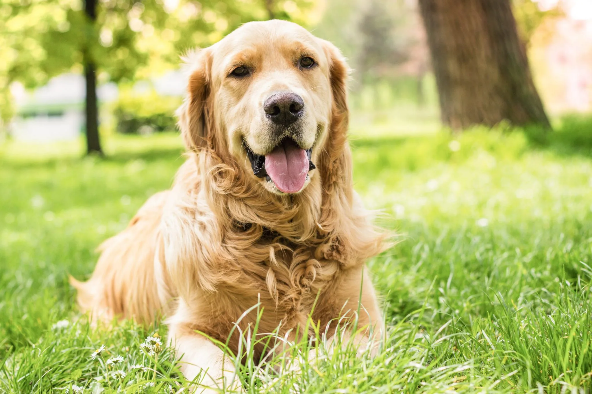 Golden hot sale meadows retrievers