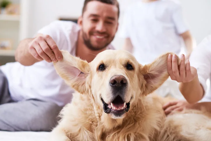 Golden retriever store ear cleaning solution