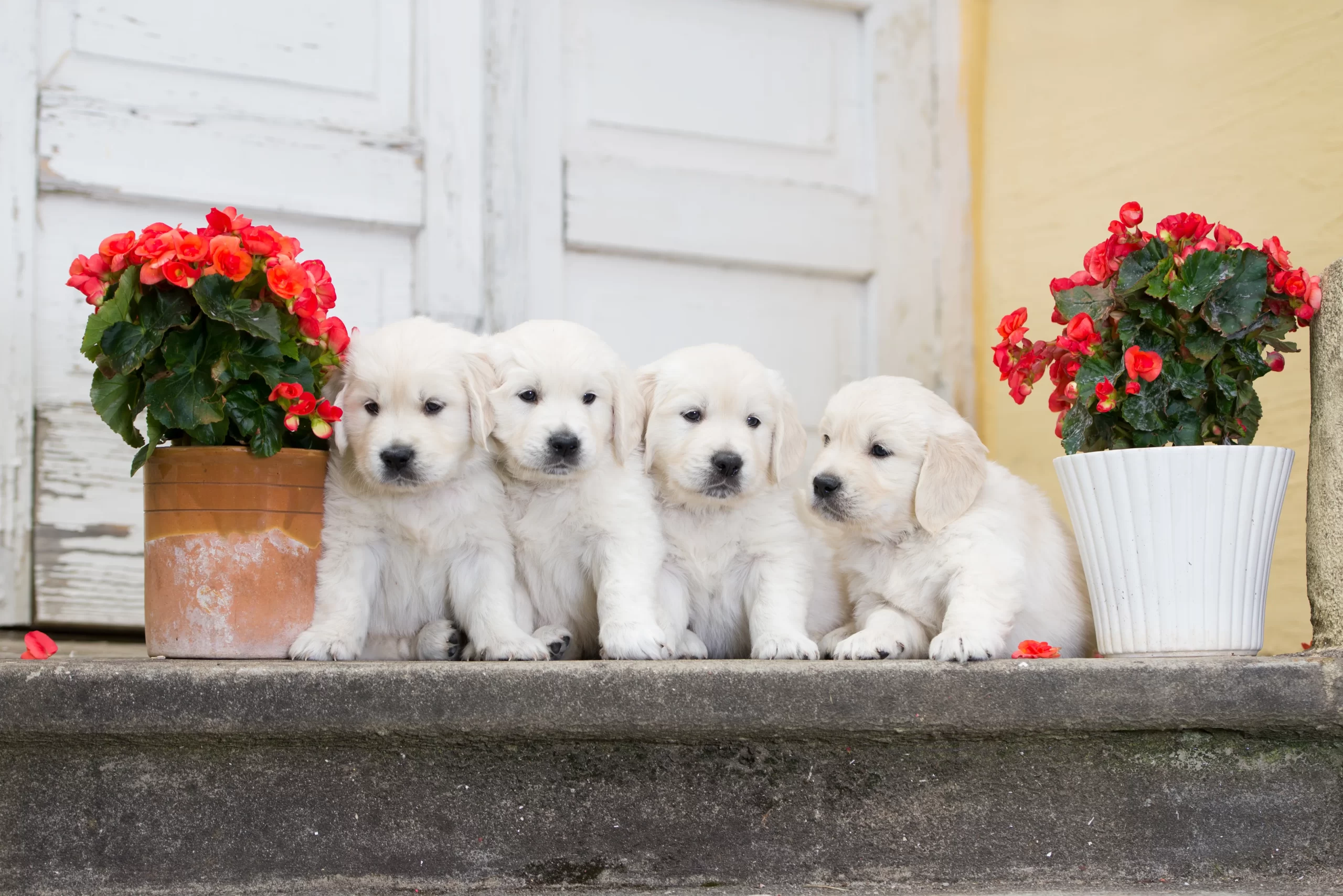 Find golden sale retriever puppies