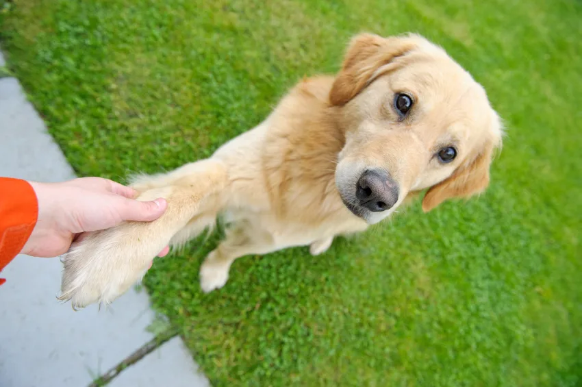 Golden retriever trained store puppies