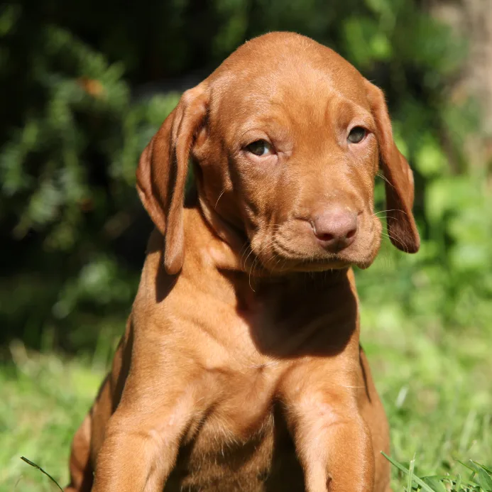 Vizsla hot sale