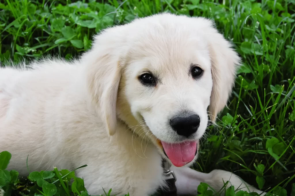 There Are No Bad Days When You Come Home To A Golden Retriever Doormat