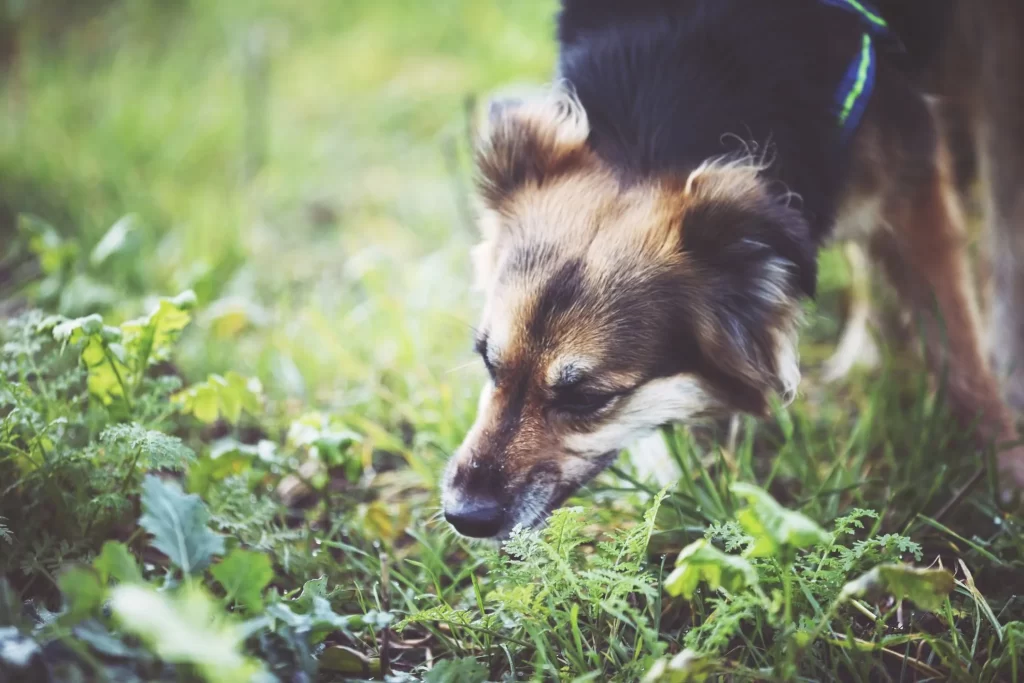 Dog eating poop all of clearance a sudden