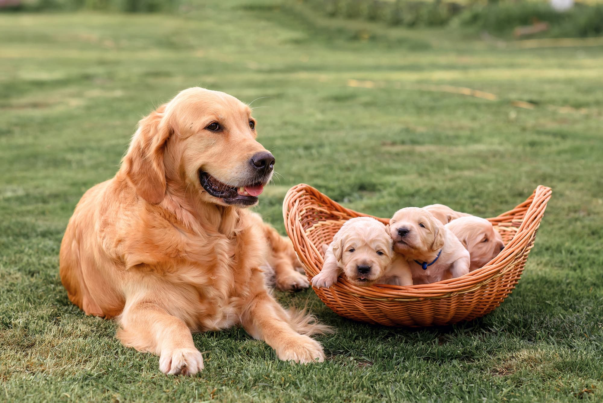 golden-retriever-dog-with-newborn-golden-retriever