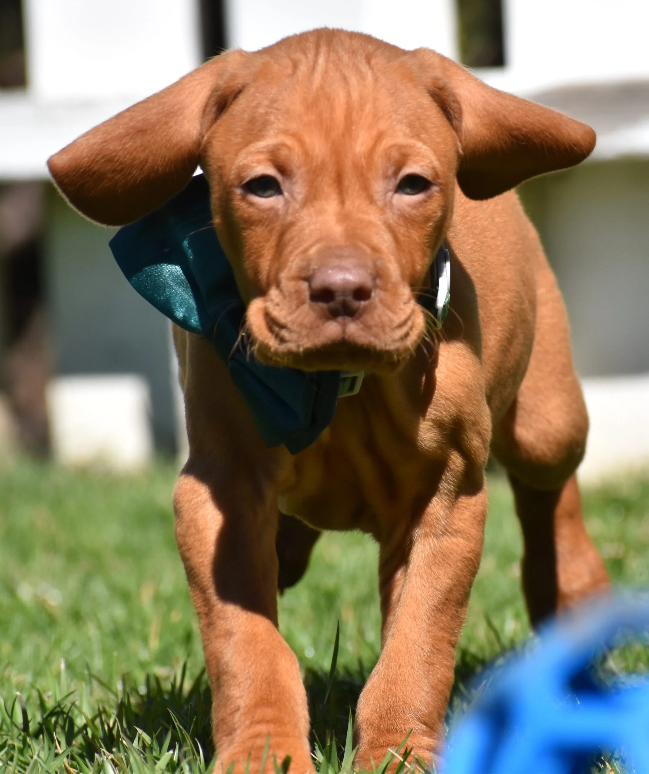 Golden sales meadows vizsla