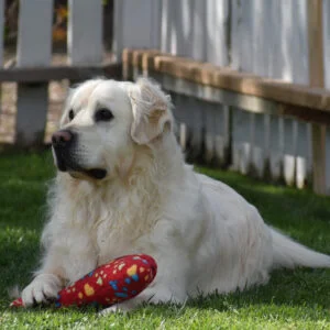 Retired english golden retriever sales for sale