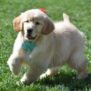 Trained golden hot sale retrievers for sale