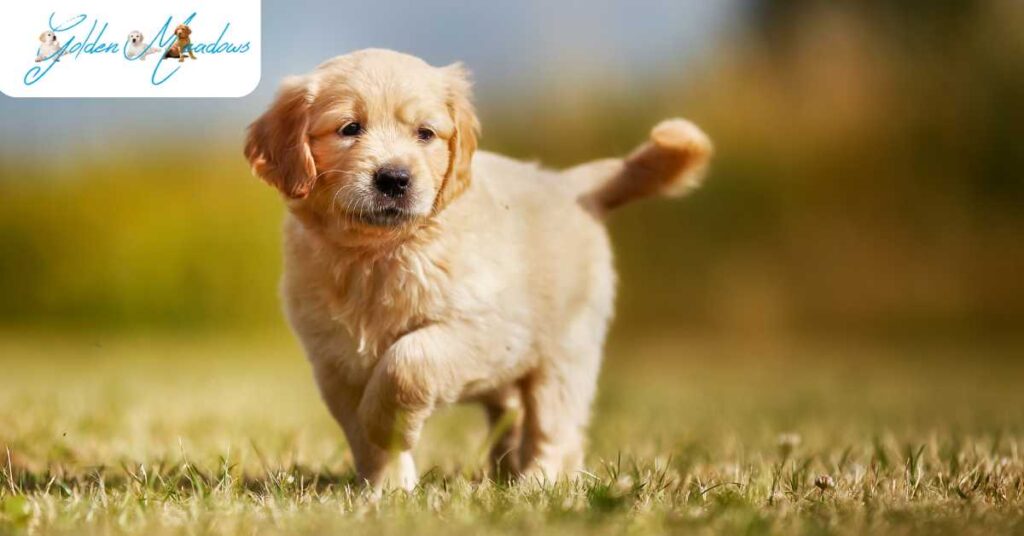 Are Golden Retrievers Good Family Dogs? Understanding Their Friendly