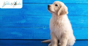 Golden Retriever Puppy Growth Chart