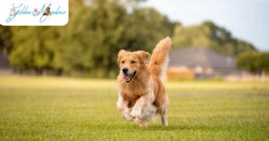 how-long-do-golden-retrievers-live