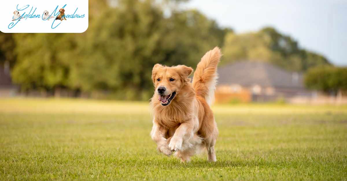 how-long-do-golden-retrievers-live