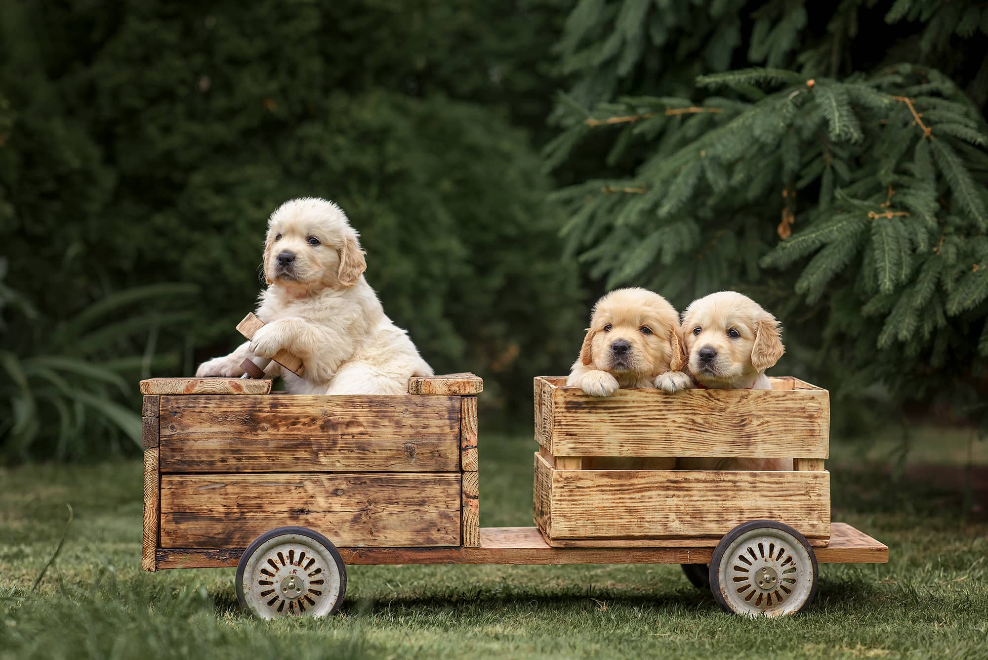 Golden-Retriever-Puppies-Labrador-Set-Wagon