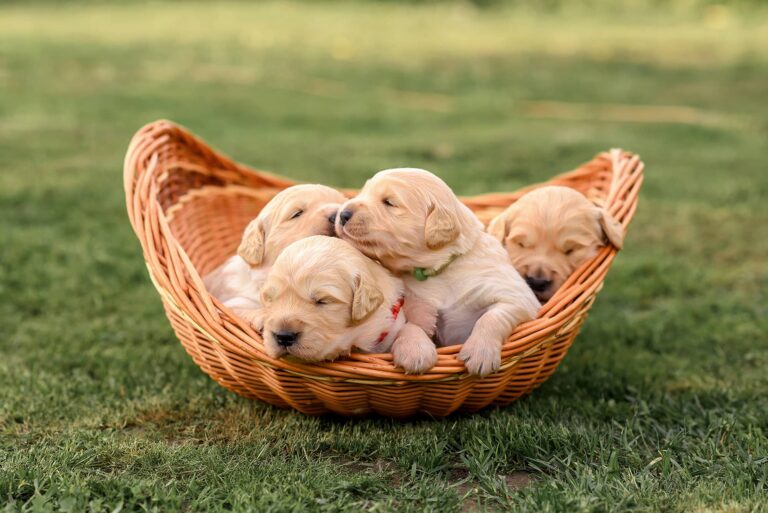 Newborn-Golden-Retriever-Puppies-768x513