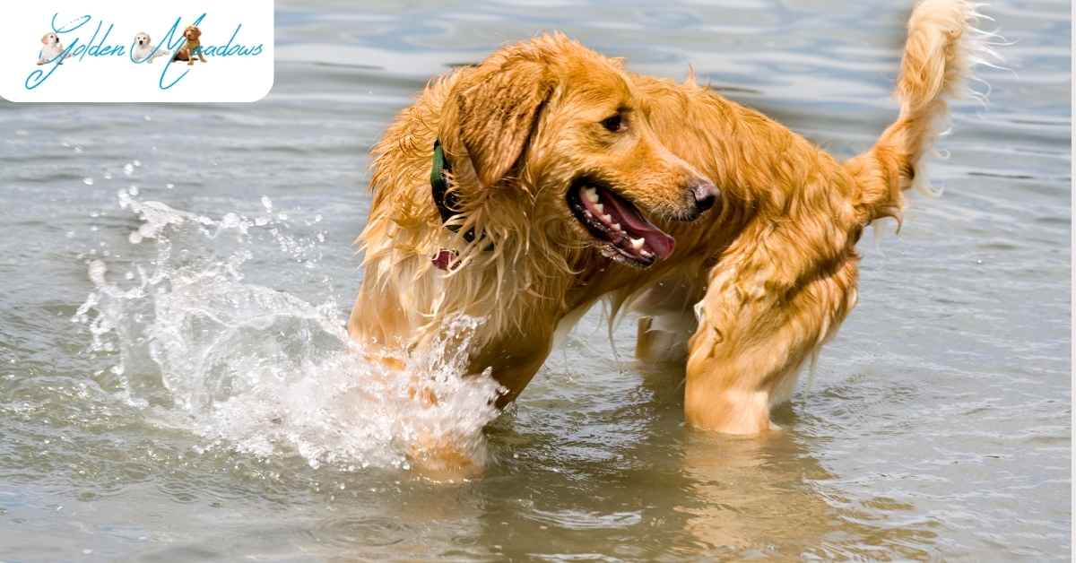 Are Golden Retrievers Good Outdoor Dogs