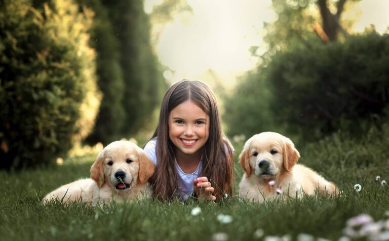 Golden Retriever Breeder in Malibu CA