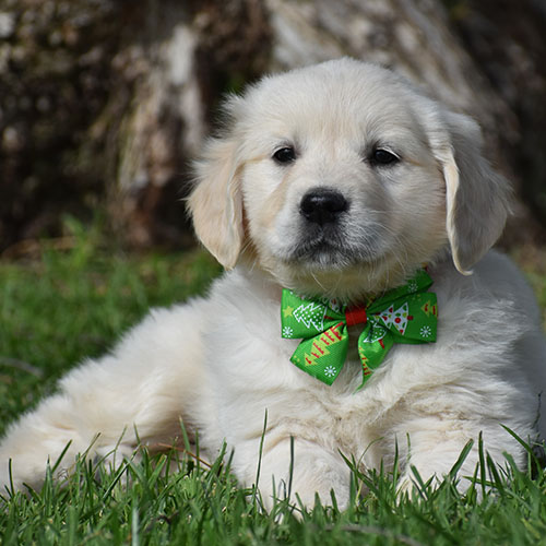 White Golden Retriever Puppy 2