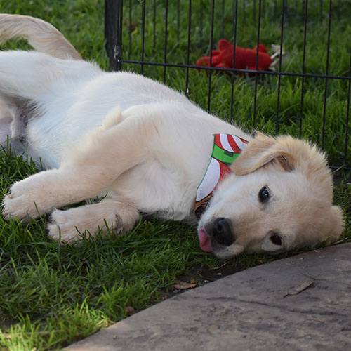 White Golden Retriever Young Puppy 2