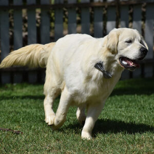Hugo