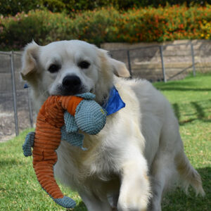 Hugo*