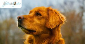 Are Golden Retrievers Good Watch Dogs