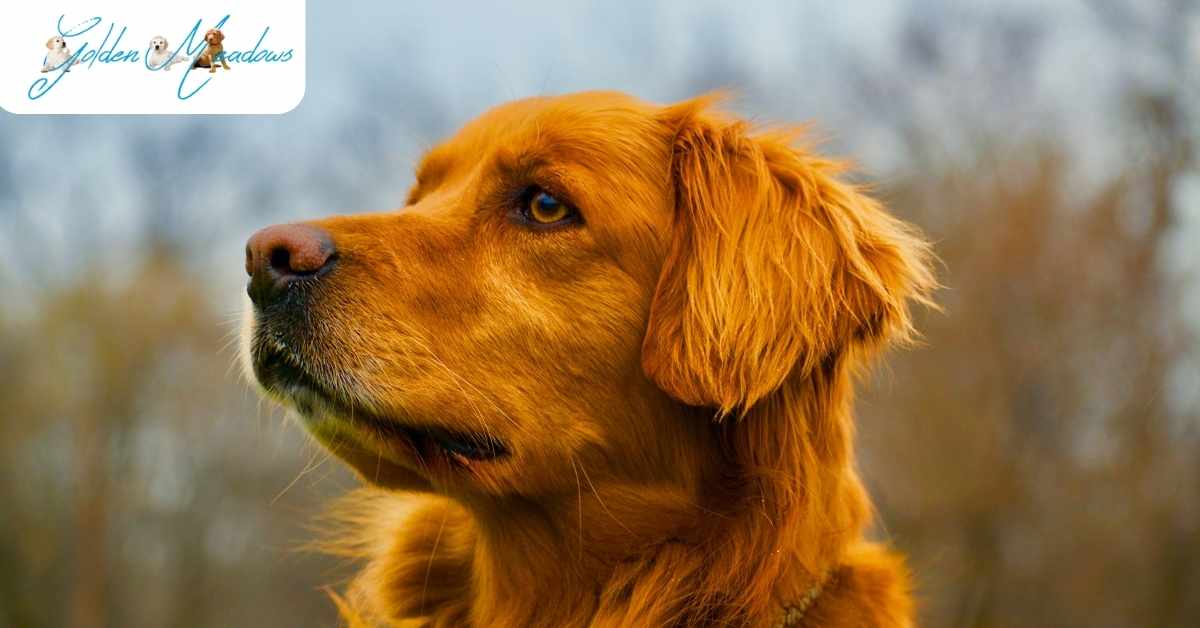 Are Golden Retrievers Good Watch Dogs