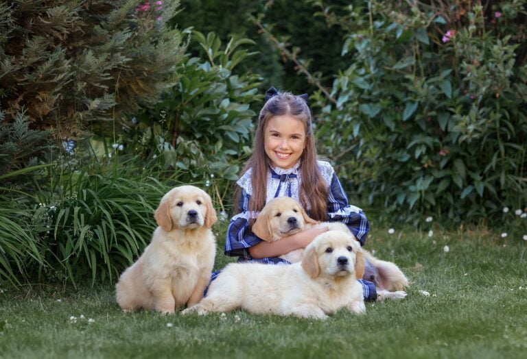 Golden Retriever Breeder in Brentwood CA