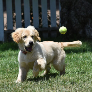 Reserved-Reggie