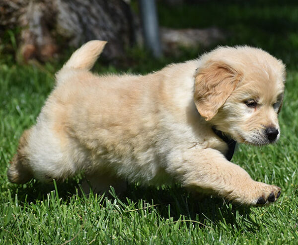Reggie - Image 7
