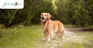 How Big Do Golden Retrievers Get & How Much do They Weigh
