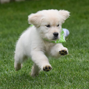 Brady