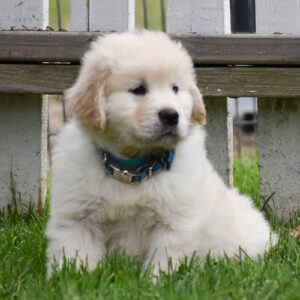 Atticus