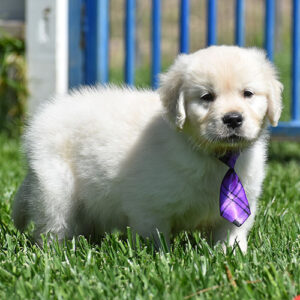 Baron