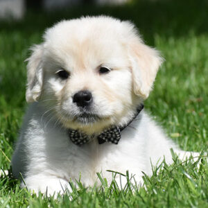Brady