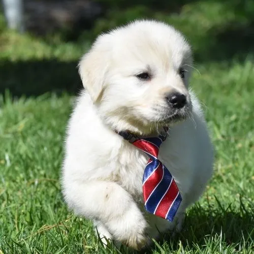 Golden Retriever Breeder in Las Vegas