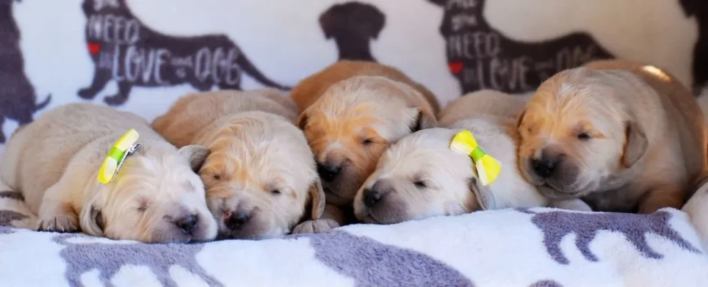 Purebred Cream Golden Retriever Puppy Litter 2 Weeks Old