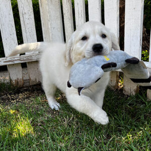 Reserved-Mokie
