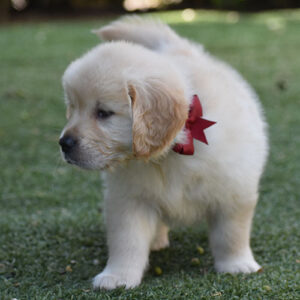 Harriet